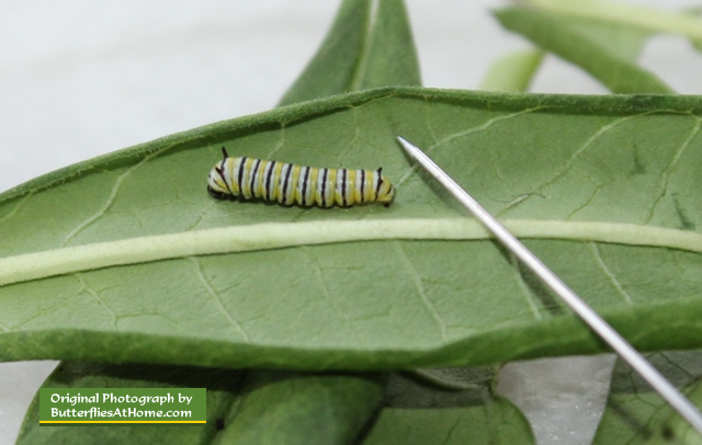 Monarch Butterfly caterpillar ... 7 days from egg laying ... size compared to a straight pin